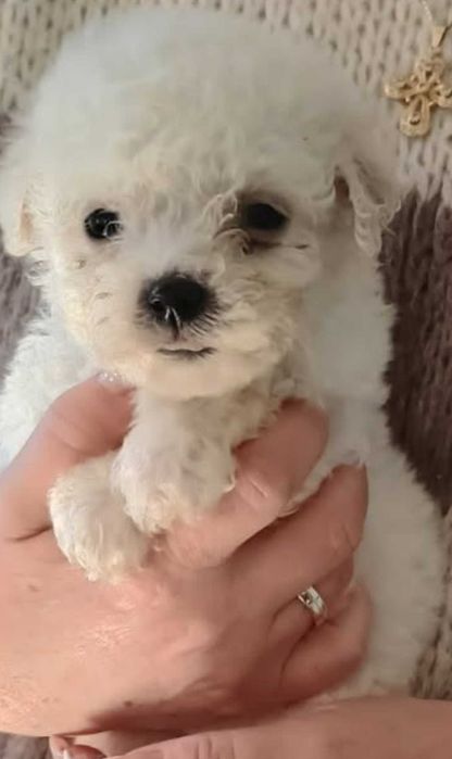 Śliczny bishon frise