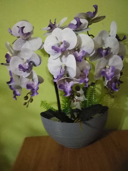 Storczyk na różne okazje