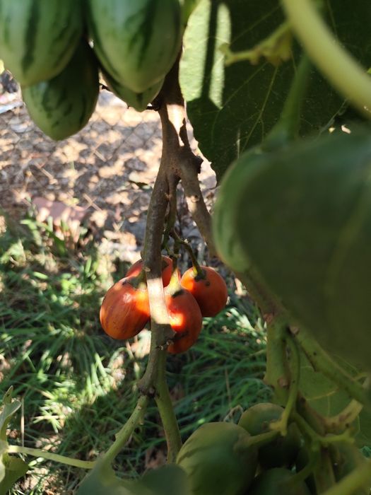 Vendo produtos frescos e naturais directos da horta!