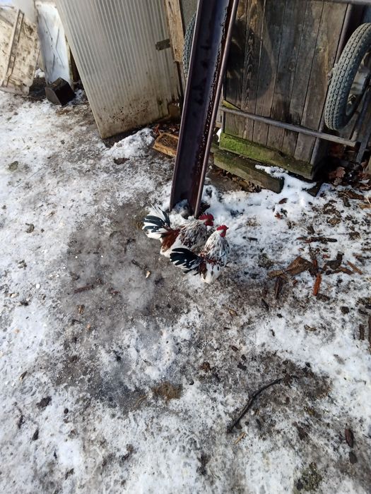 Serama kogutki pary , chabo