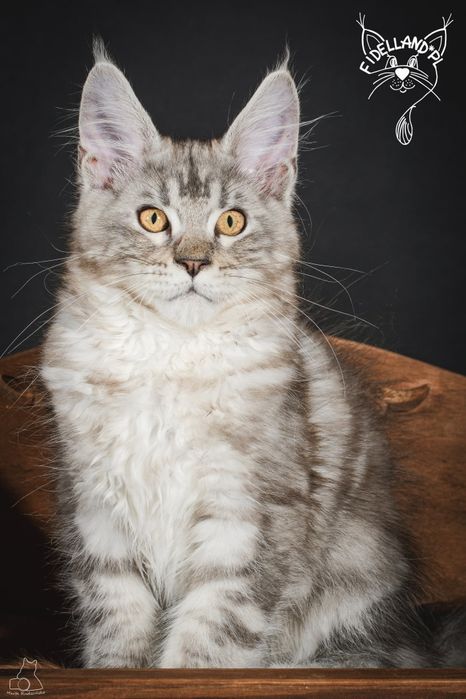 Srebrny maine coon