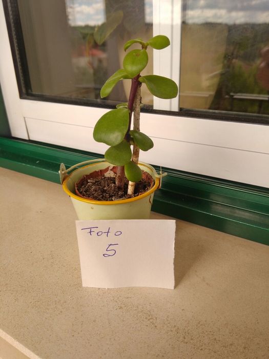 Suculentas. Ótimas para presentes.