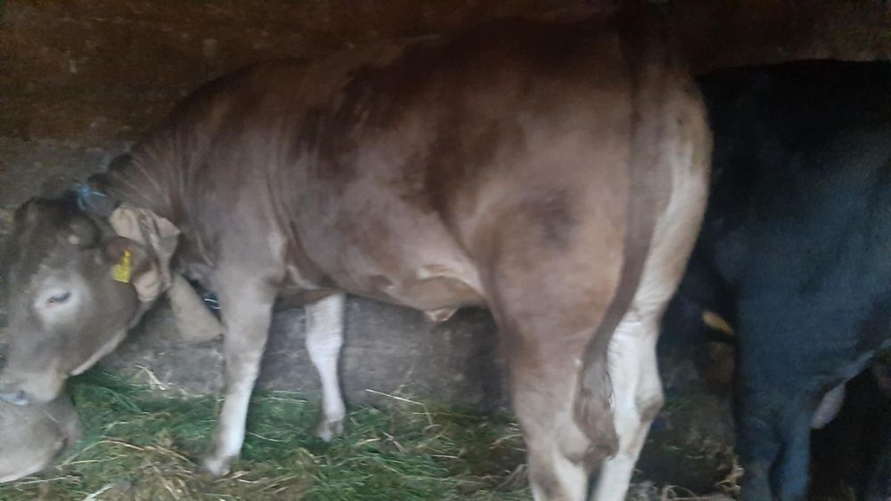 Jałowka do dalszej hodowli