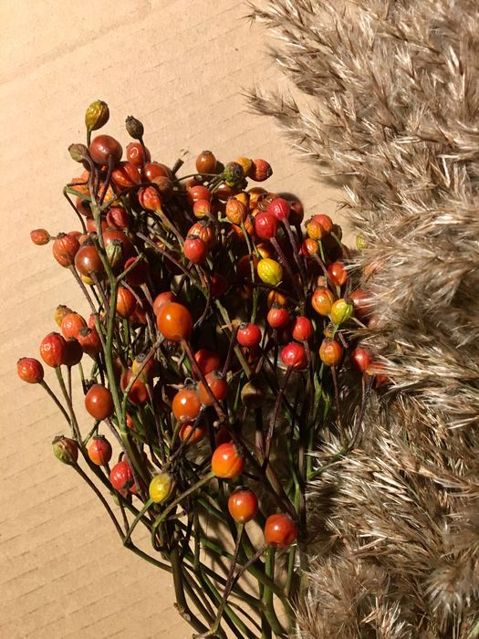 Gałązki ozdobne z czerwonymi owockami