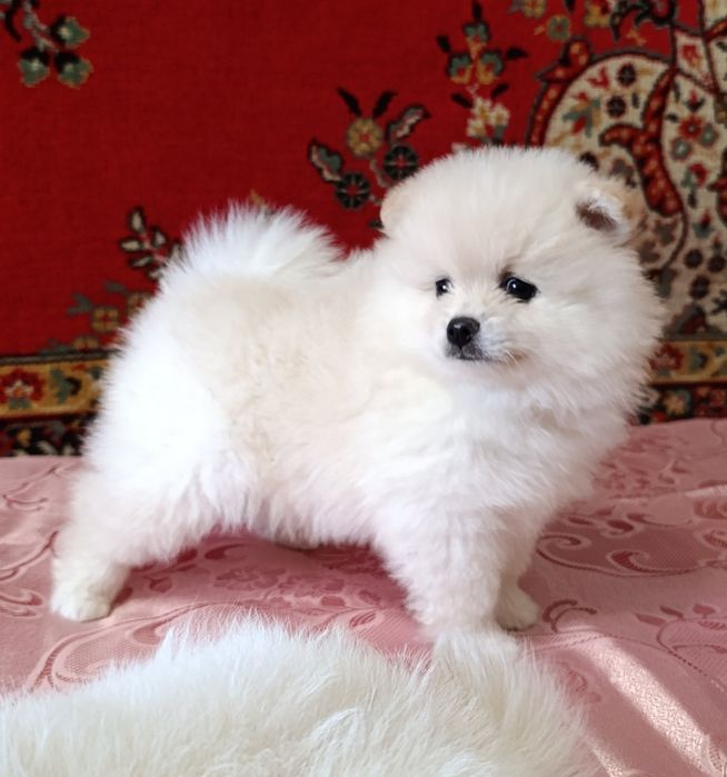 Хлопчик померанський шпіц