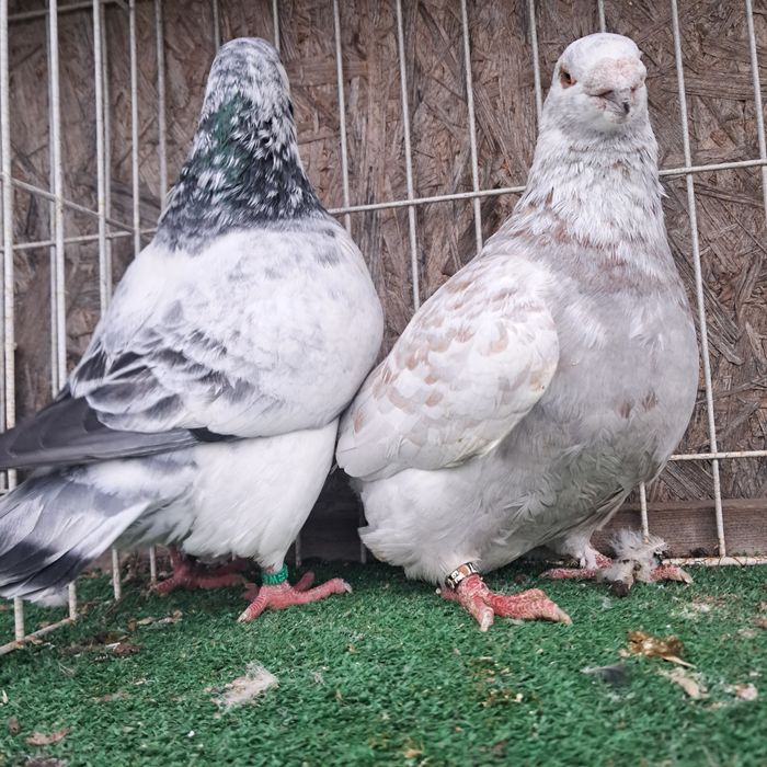 Gigant giganty możliwy transport