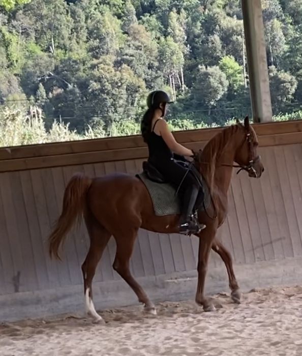 Vendo PSA, 5 anos, castrado, lazao, 1,61 cm