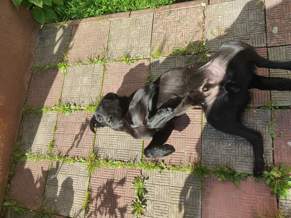 Лабрадор хлопчик