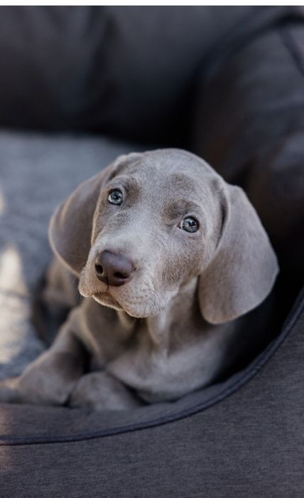 Weimaraner cachorro