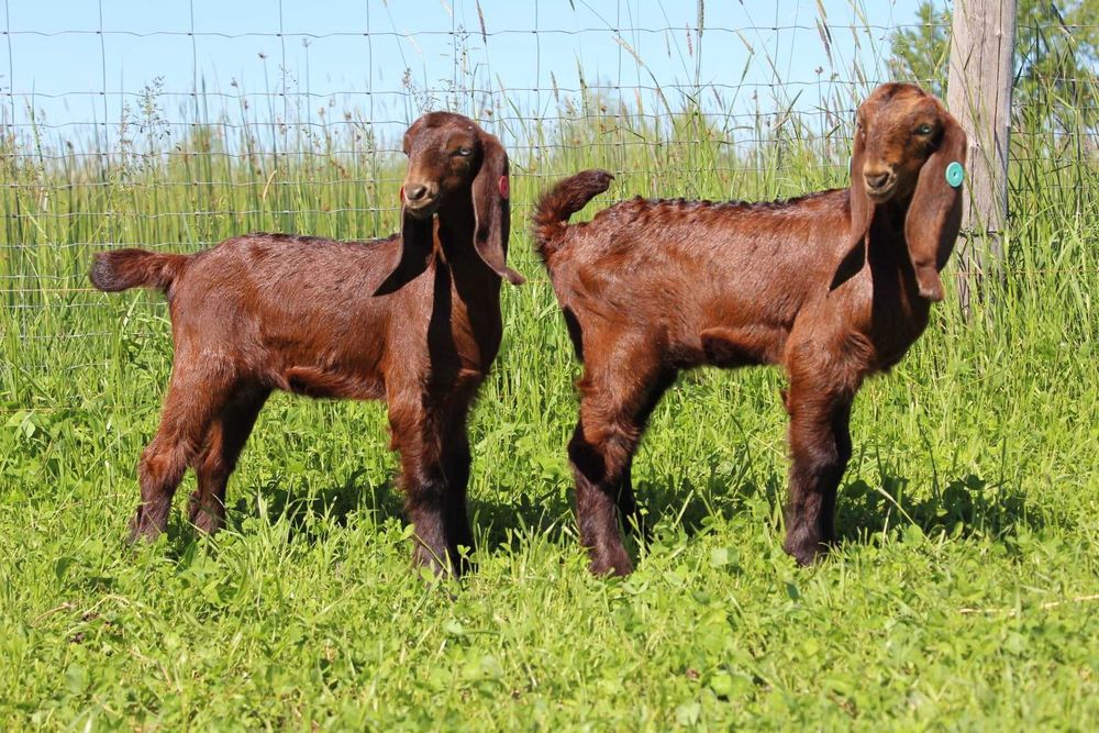 Кози козенята Шамі