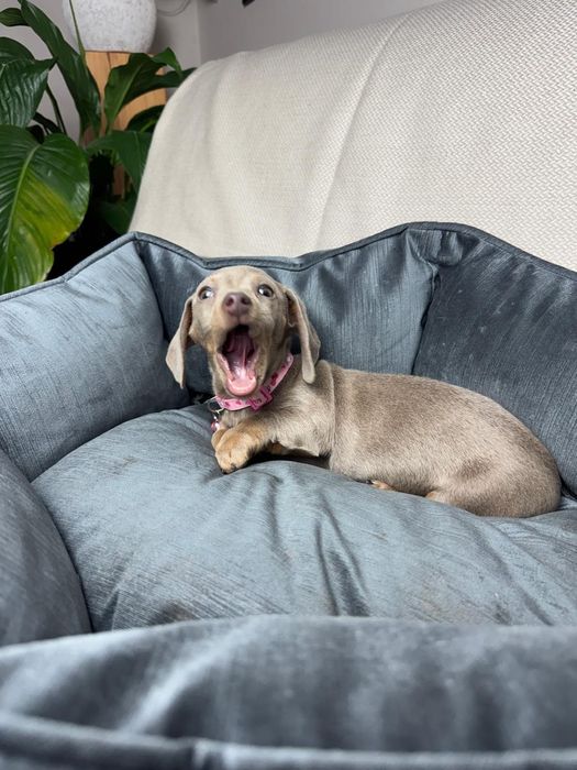 jamnik miniaturowy suczka