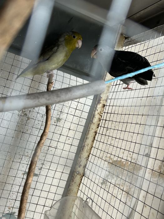 Vendo dois casais de forpus
