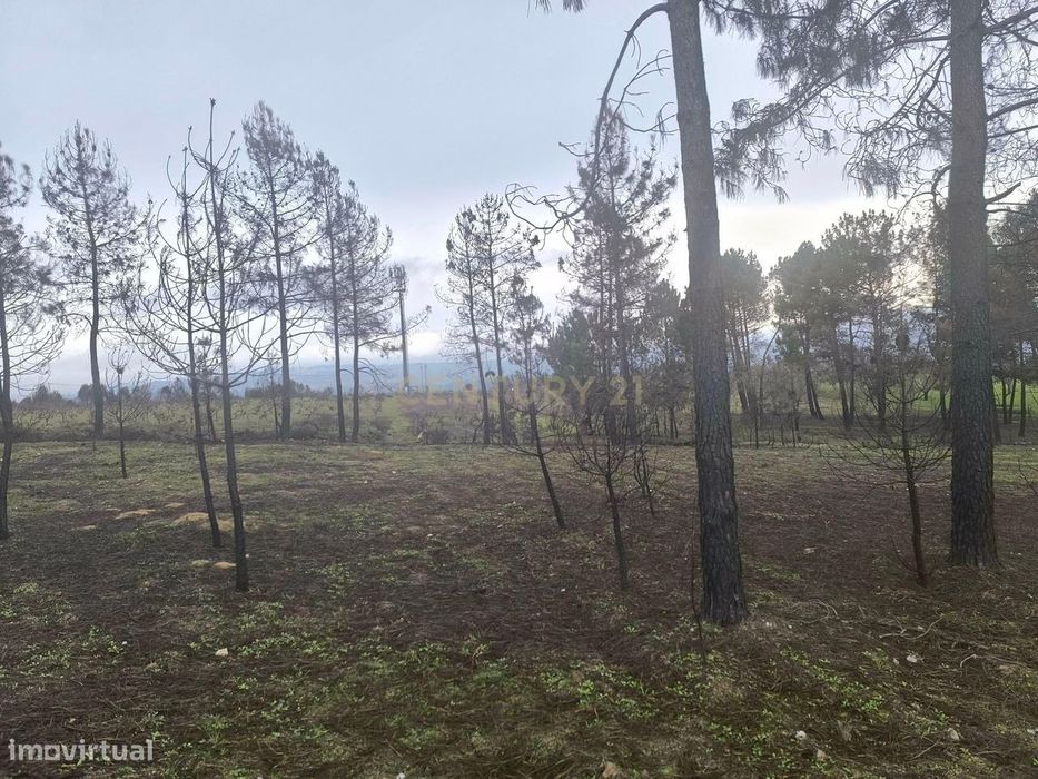 Terreno com vinha e poço - Perto da Zona Industrial de Chaves