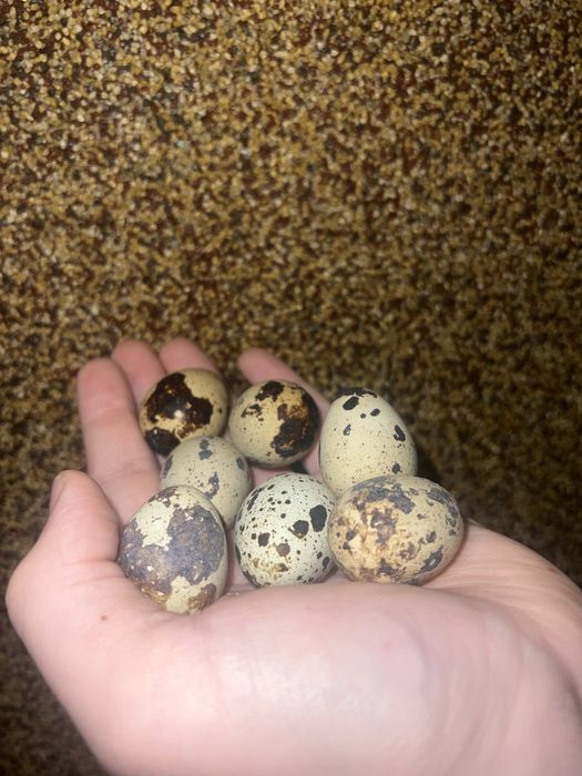 Sprzedam jajka przepiórcze EKO