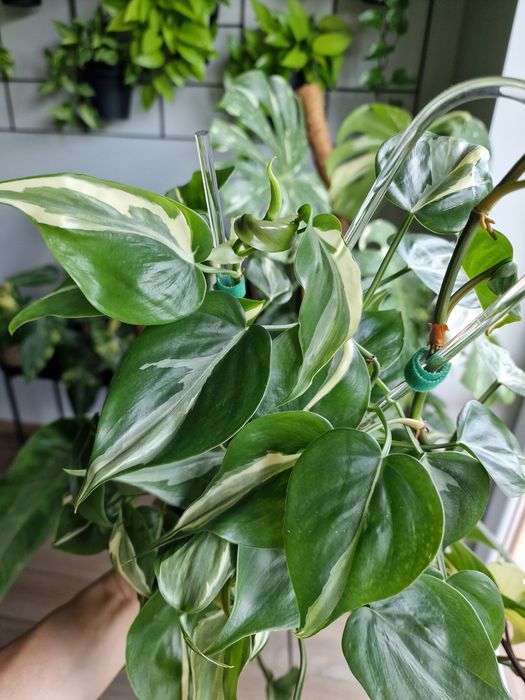 Philodendron Rio
