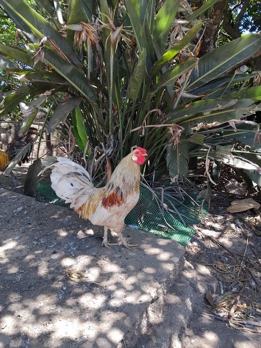 Vendo animais de Quinta (Patos mudos de criação, garnisos)