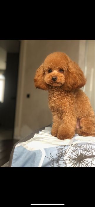 Вʼязка мальтипу хлопчик