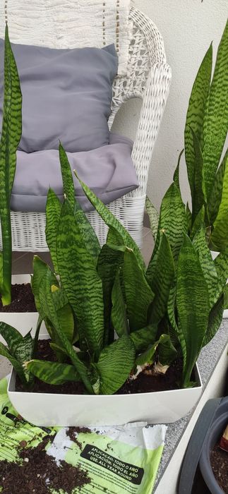 Plantas Espada S. Jorge
