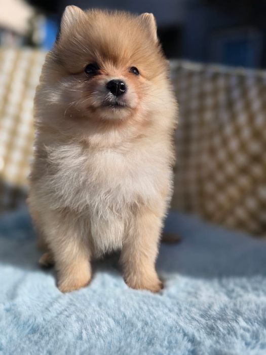 Gienek szpic miniaturowy