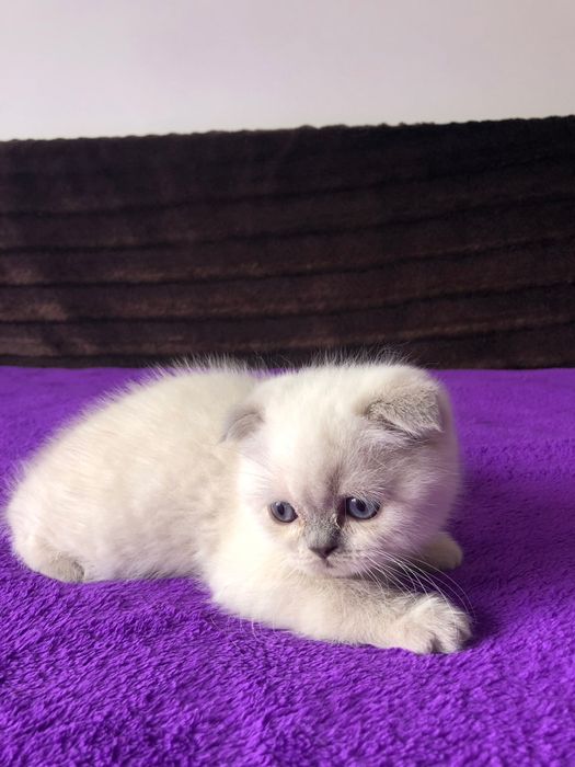 Fêmea Scottish Fold Lilac Point