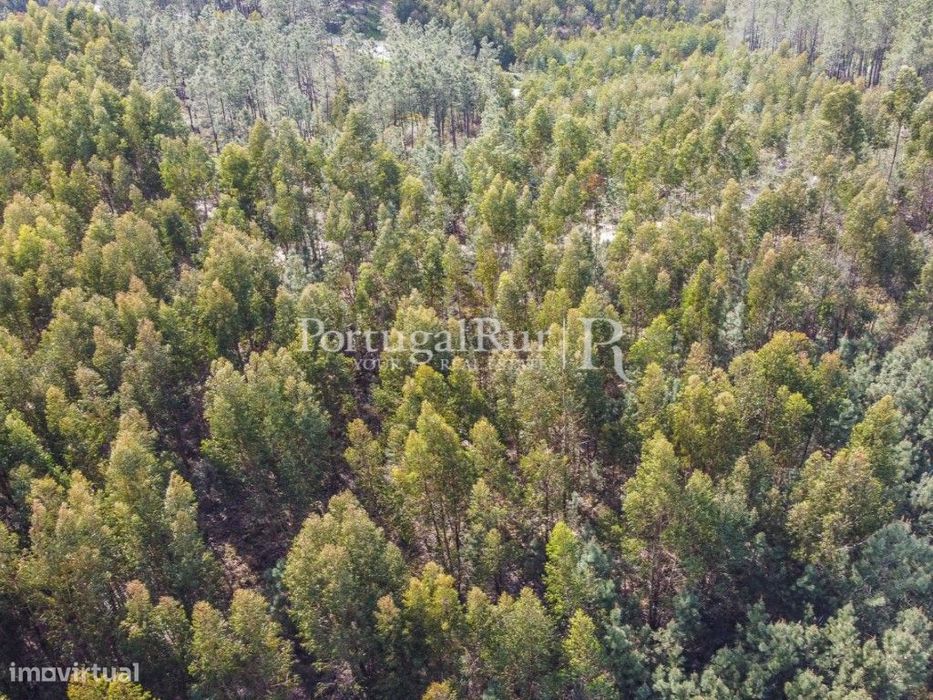 Terreno de 9.000 m² com eucaliptal em Proença-a-Nova — Proença-A-Nova E Peral, Castelo Branco