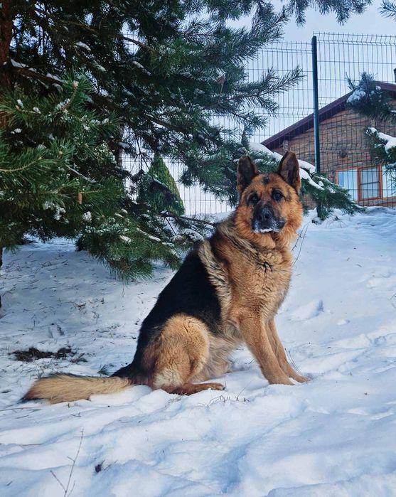 Вязка німецька вівчарка