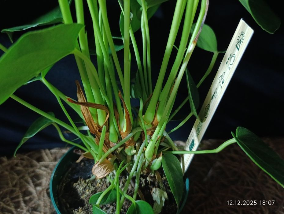 Антуріум ,, Vanilla,,