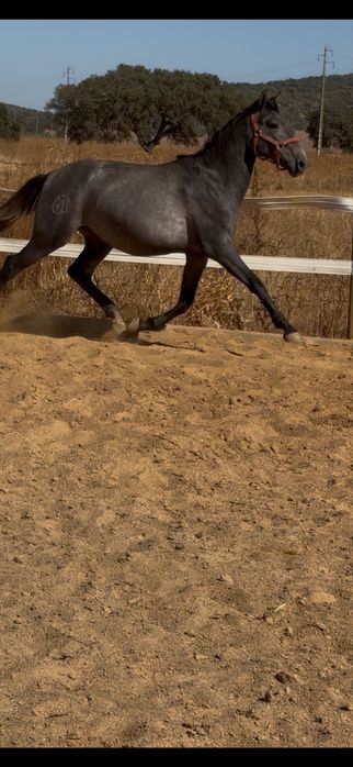 Poldro Lusitano Puro 2 anos