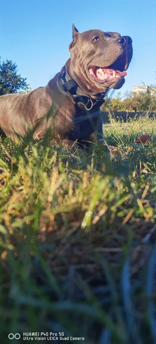 Вязка Американский Питбуль