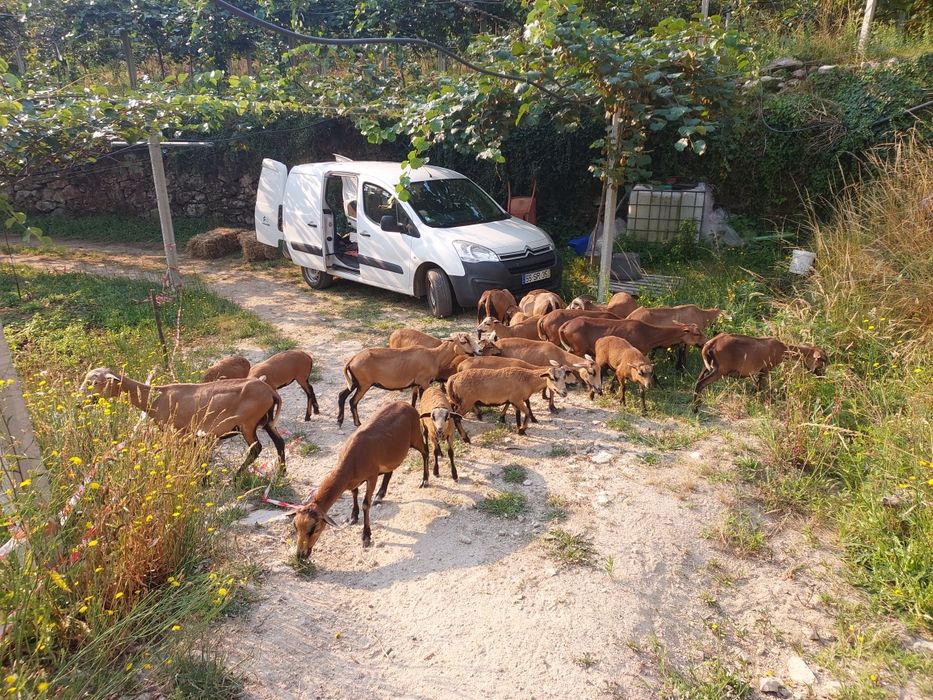 Ovelhas de pêlo não têm lã