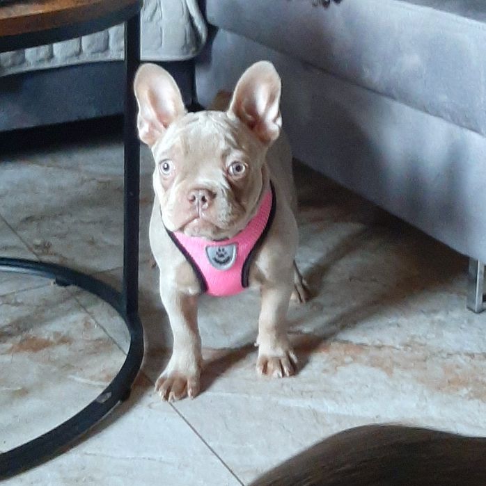 Buldog francuski suczka isabella