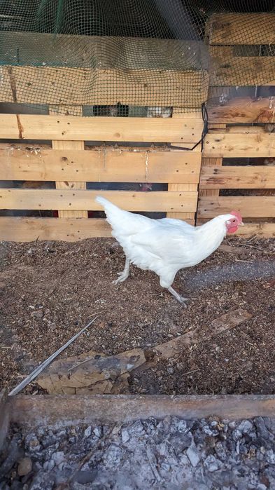 Patinhos Rouen e Corredor Indiano /Cream Legbar / Leghorn Isabella/