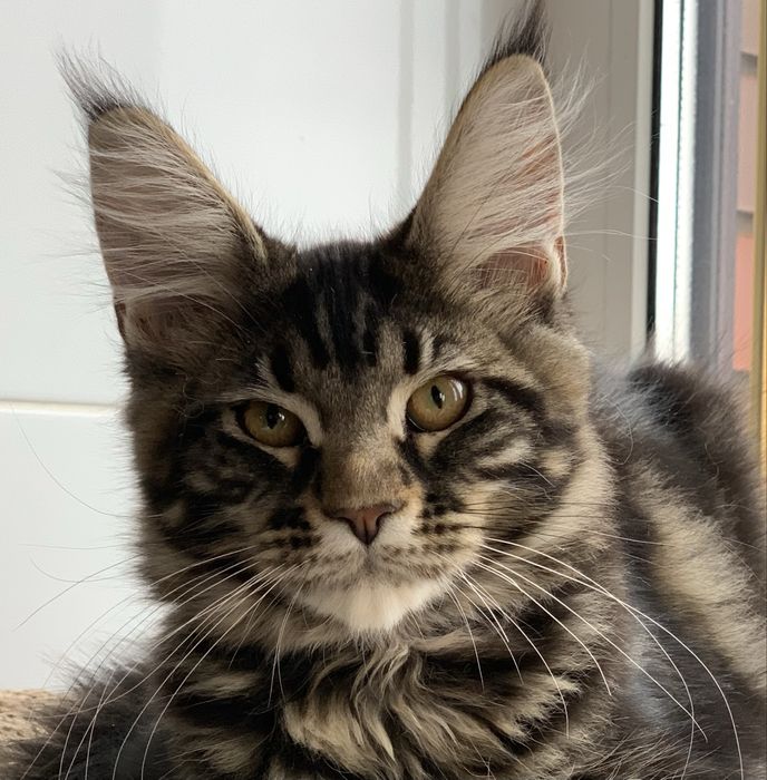 Мейн-кун з розплідника, дівчинка GOTIKA