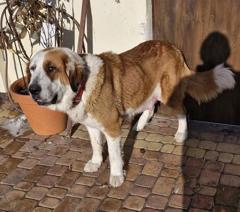 Owczarek Środkowoazjatycki