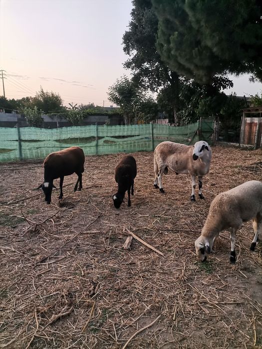 Carneiro raça pura churra bragançana