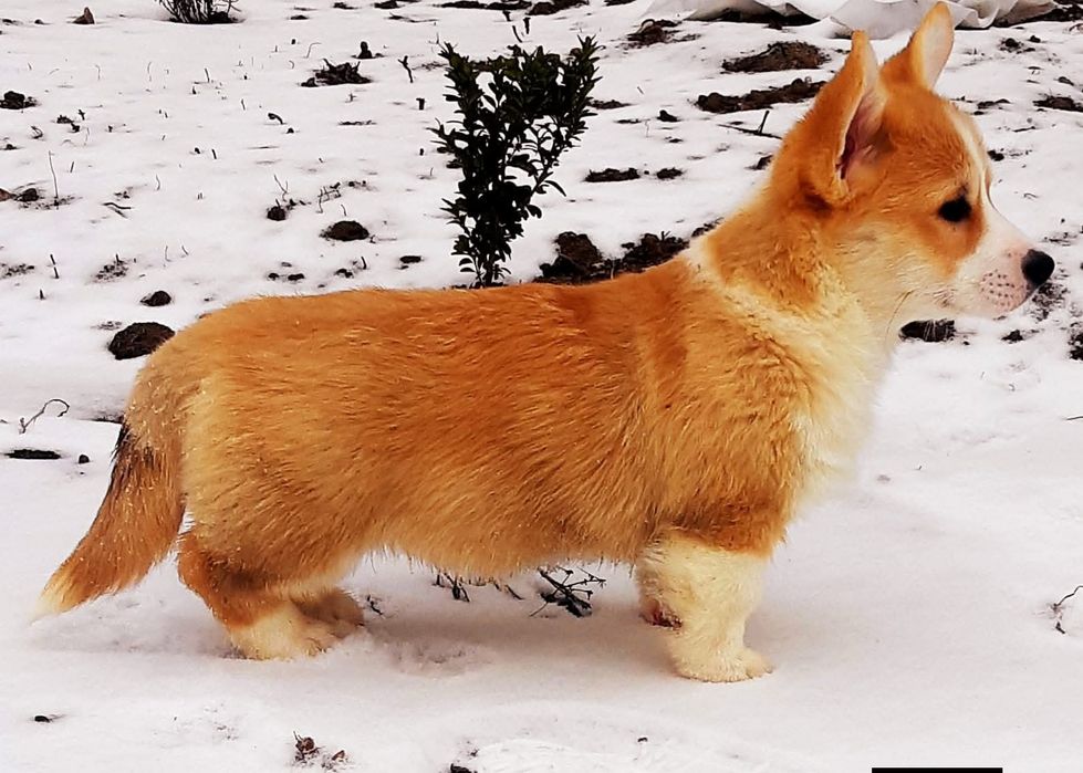 Дівчінка вельш коргі пемброк