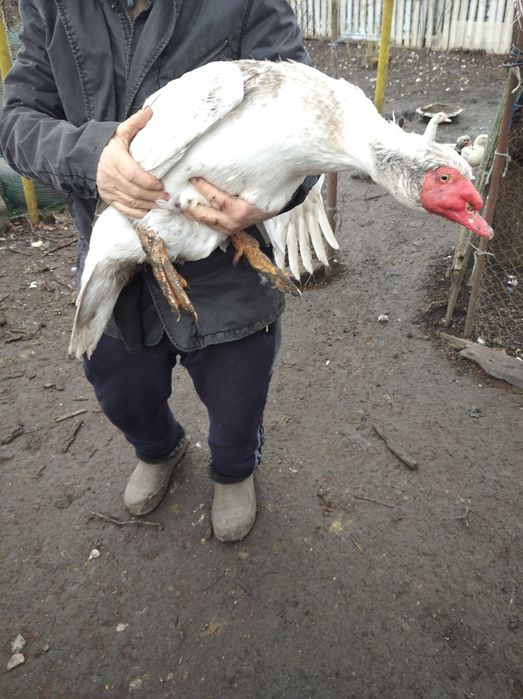 Продам індоутак індокачка селезень