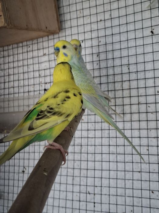 Piriquitos disponíveis