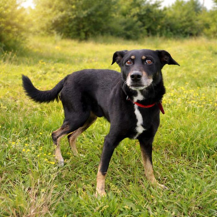 delikatny, nieduży, przyjazny pieseczek czeka na dom