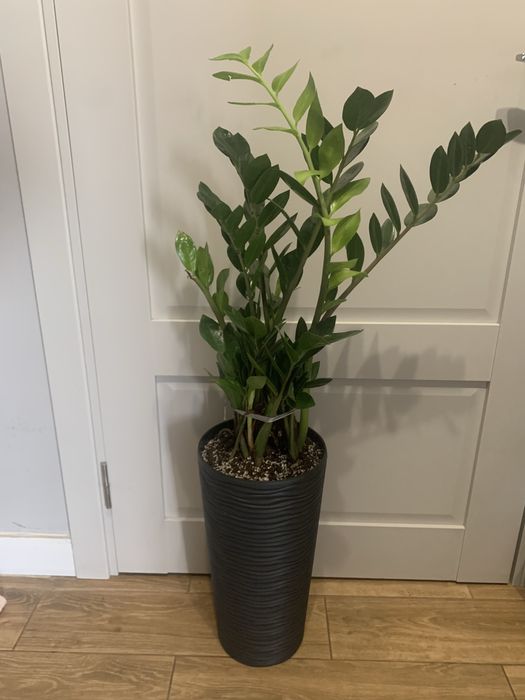 Заміокулькас висота 1,10 Акція