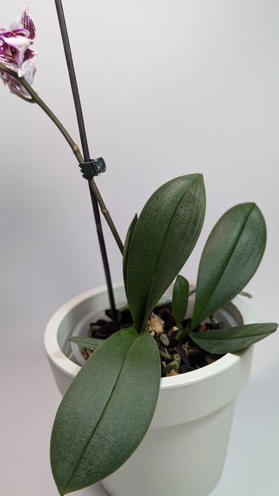 Орхідея триліпс 2 рослини в горщику.