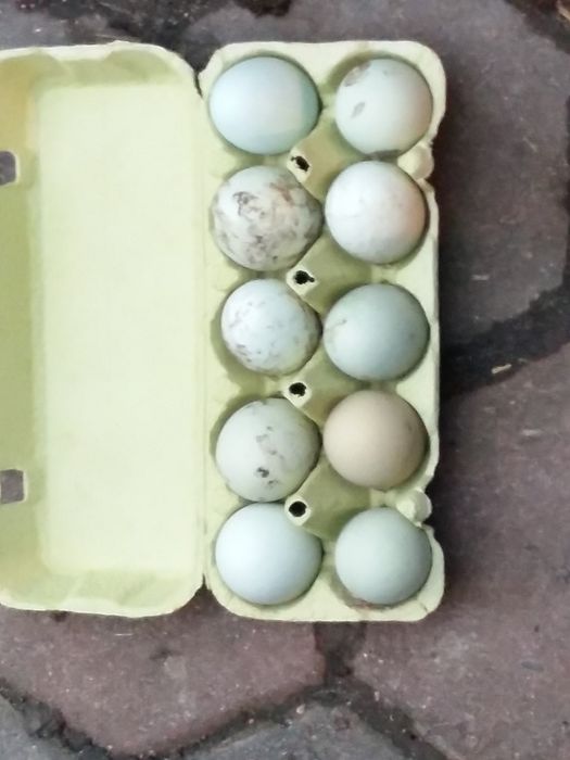 Jaja lęgowe araukana ogonisty