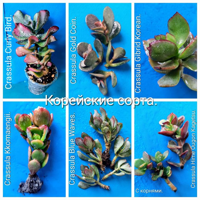 Красули, товстянки, грошовi дерева, crassula.