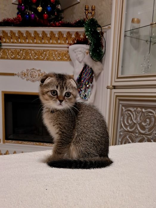 Золота шотландська красуня.