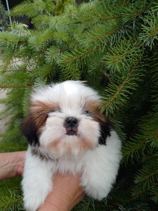 Манюння ши-тцу. Буде міні.