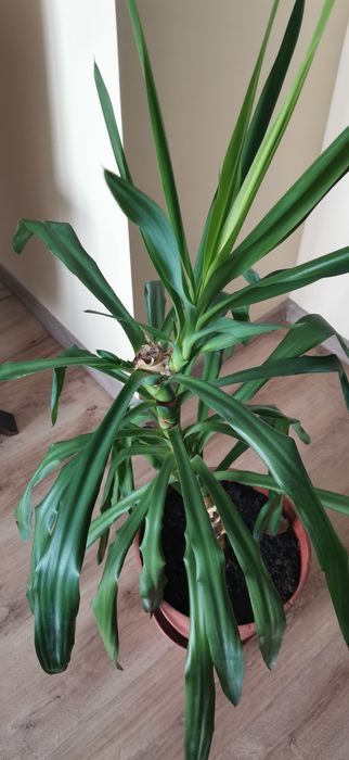 Juka, yukka, kwiatek do domu