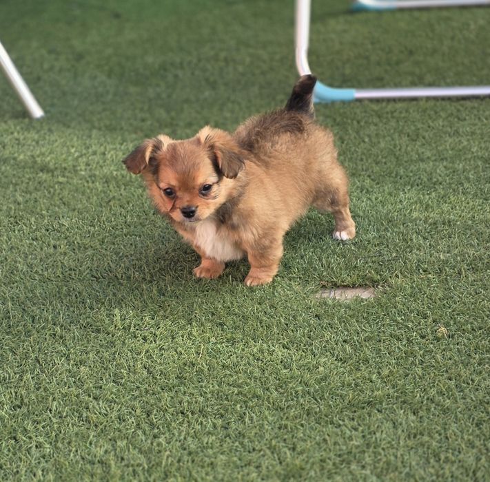 Chihuahua pêlo comprido