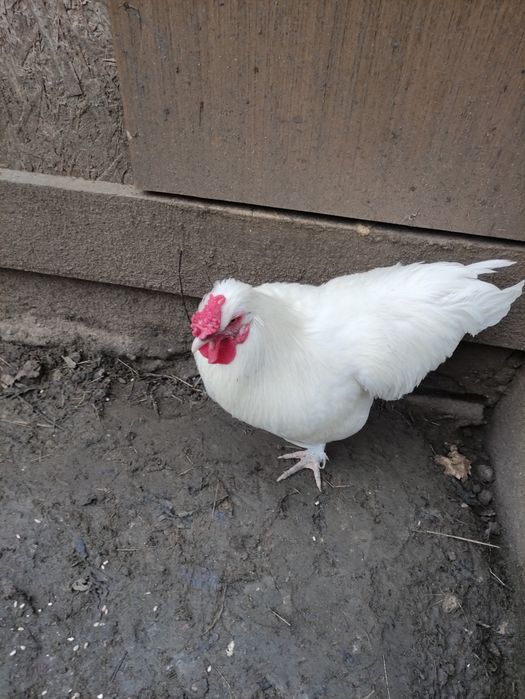 Kogut mieszaniec silka - leghorn