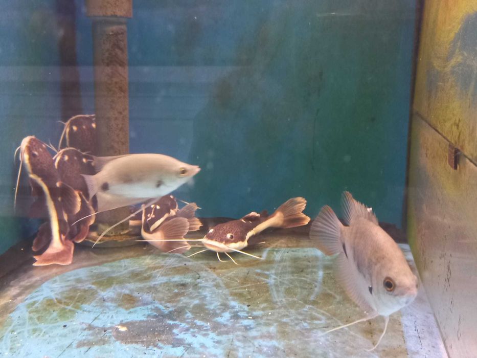 Gourami gigante red tail \ Osphronemus laticlavius 8-10cm