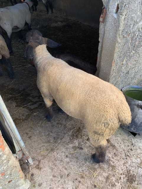 Ovelhas Suffolk machos